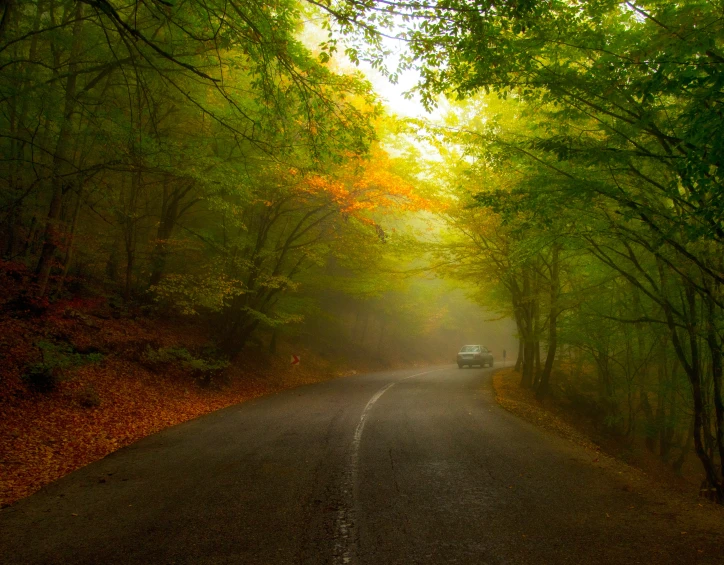 a car on a road surrounded by trees