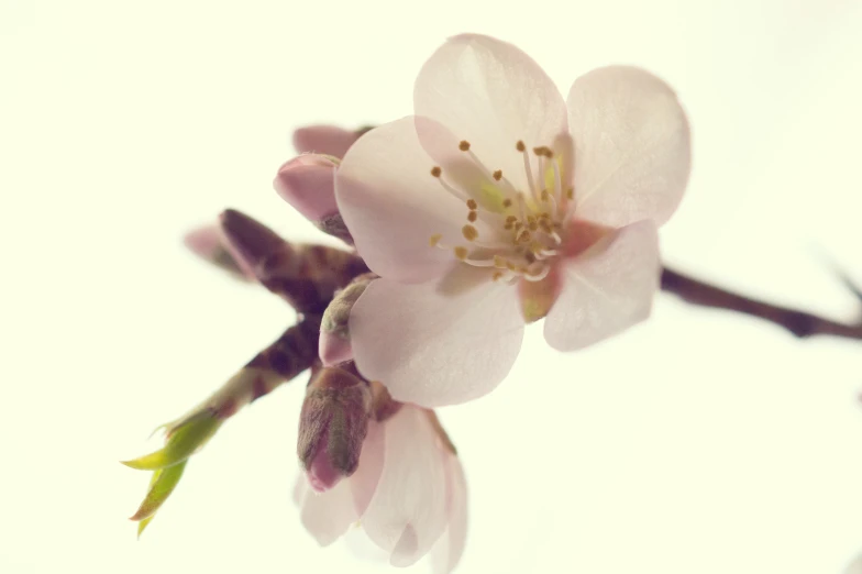 an apple tree nch with pink flowers on it