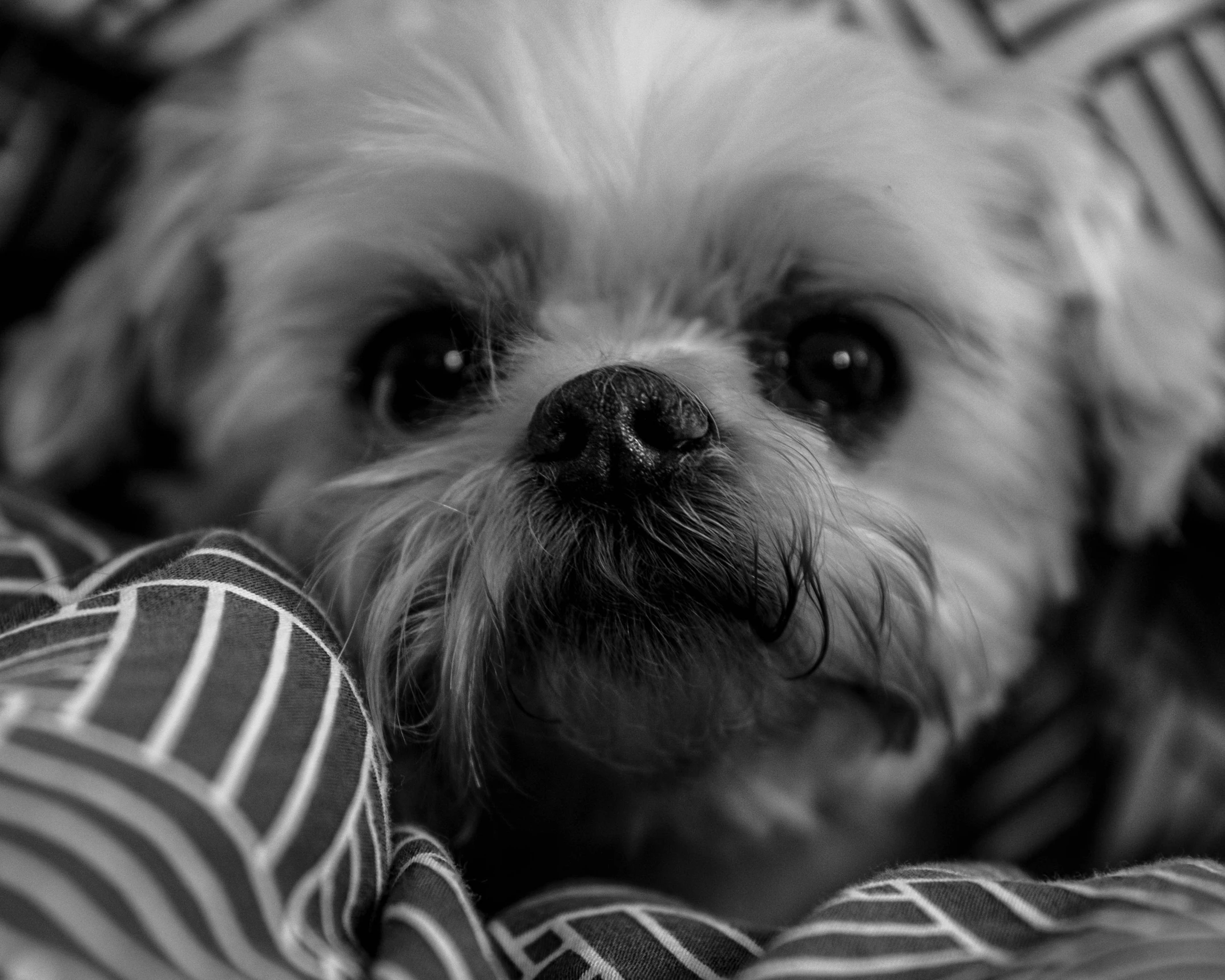 black and white po of a small dog