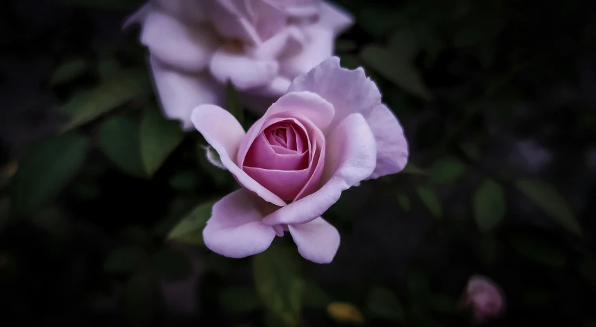 closeup of pink flowers on a plant