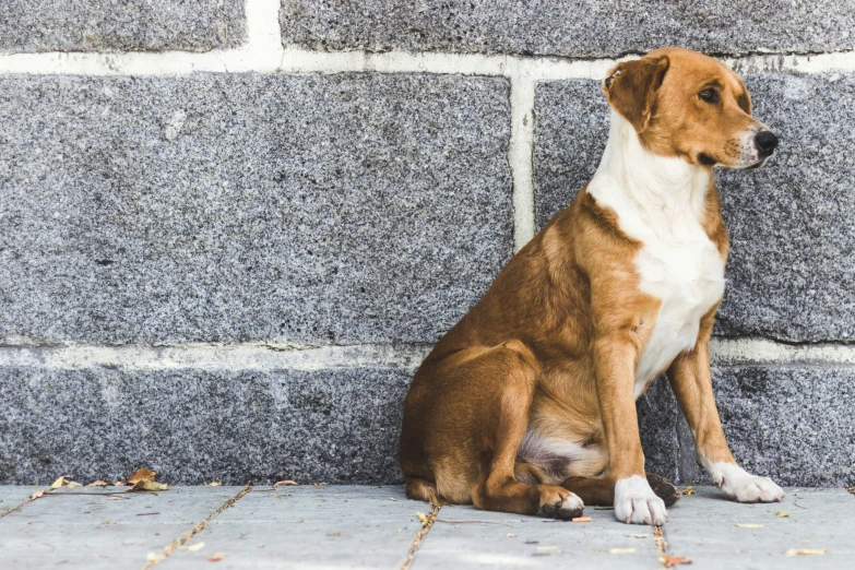 the dog is sitting against a grey wall