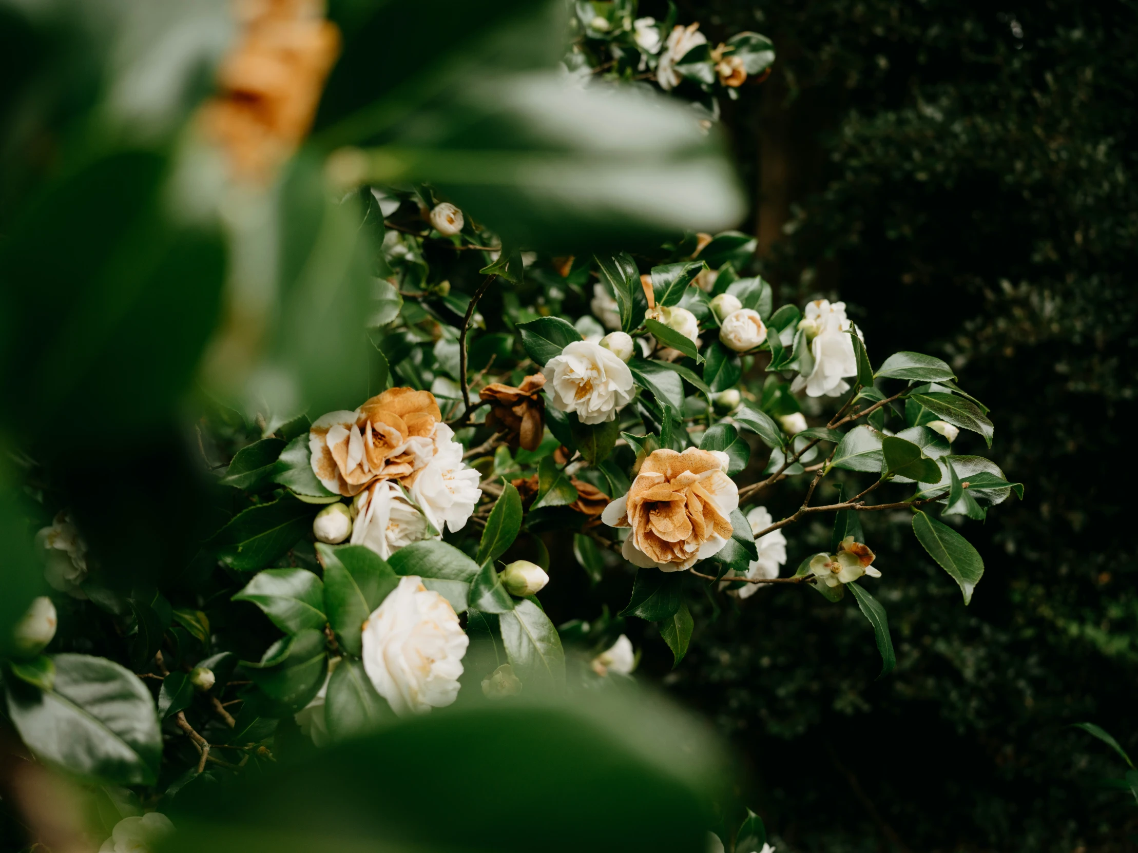 some white and orange roses some green leaves and bushes