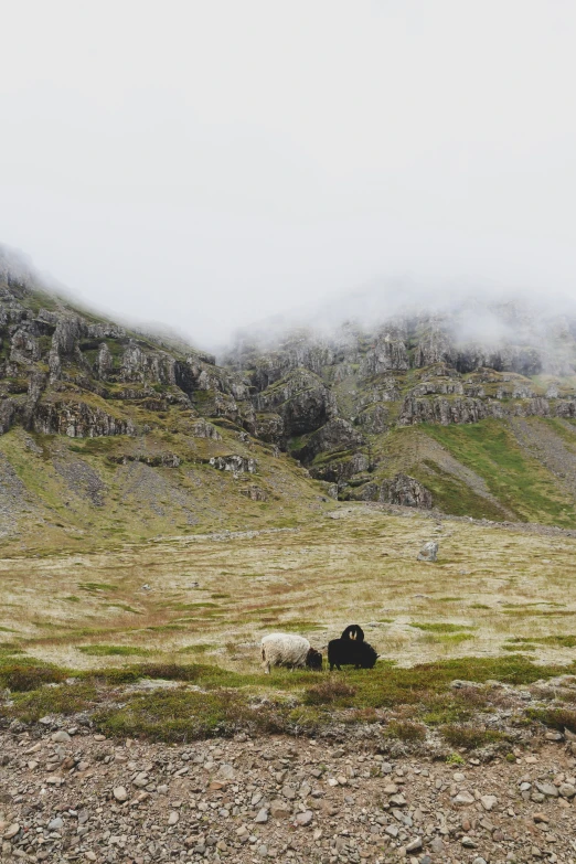 two sheep on a mountain in the countryside