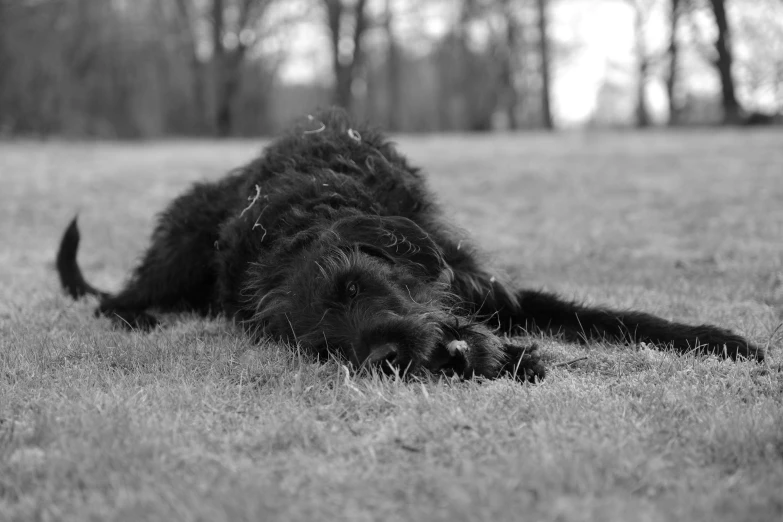 a small black dog laying in a field