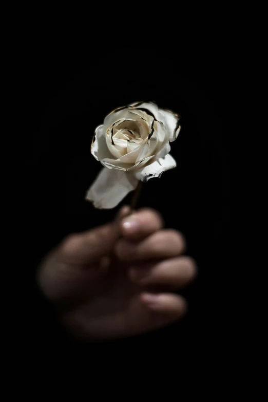 a man's hand holds the petals of a white rose