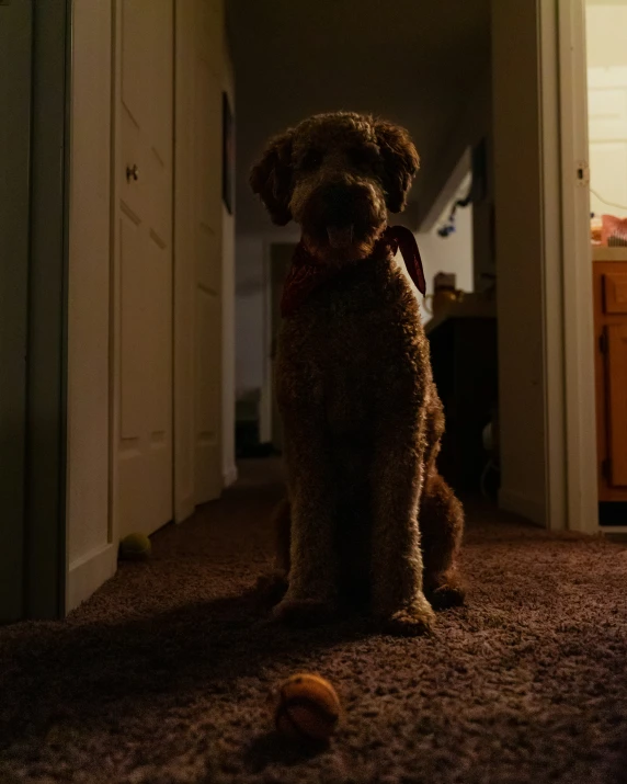 a brown dog sits on the floor next to a door