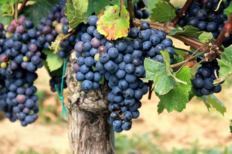 clusters of blue gs hang from vines in a wine vineyard