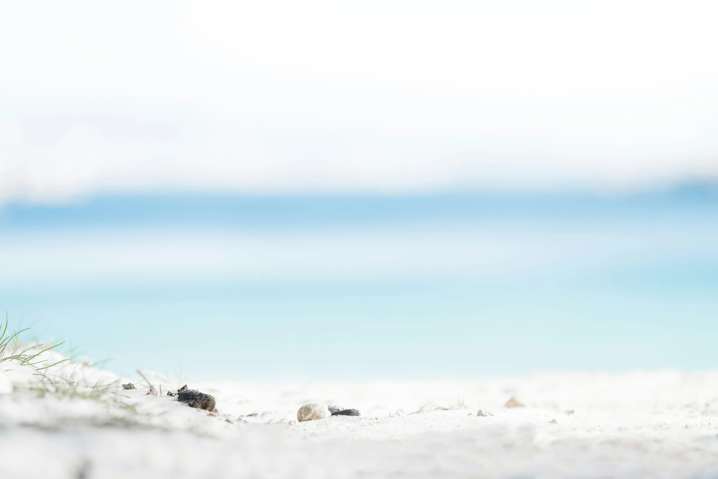 an orange bear on the sand on a beach