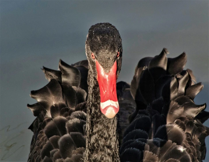 close up pograph of a black swan in profile