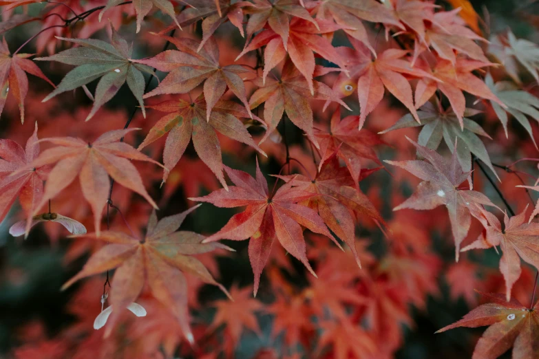 a nch with a number of leaves all over it