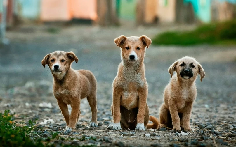 three small brown puppies sit in a gravel road