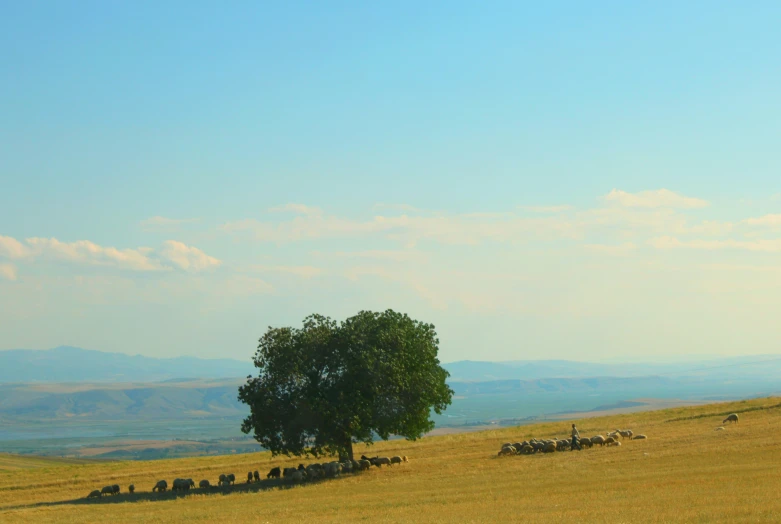 a group of sheep walking up a hill next to a large tree