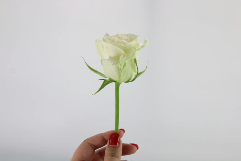 a white rose being held in front of the camera