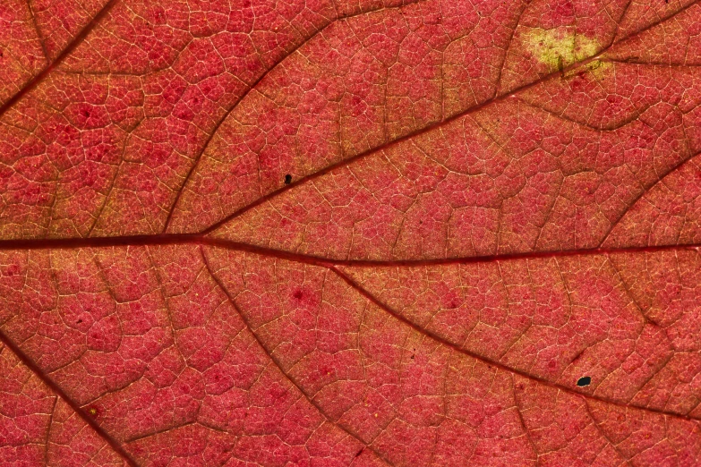 a close up view of an empty leaf