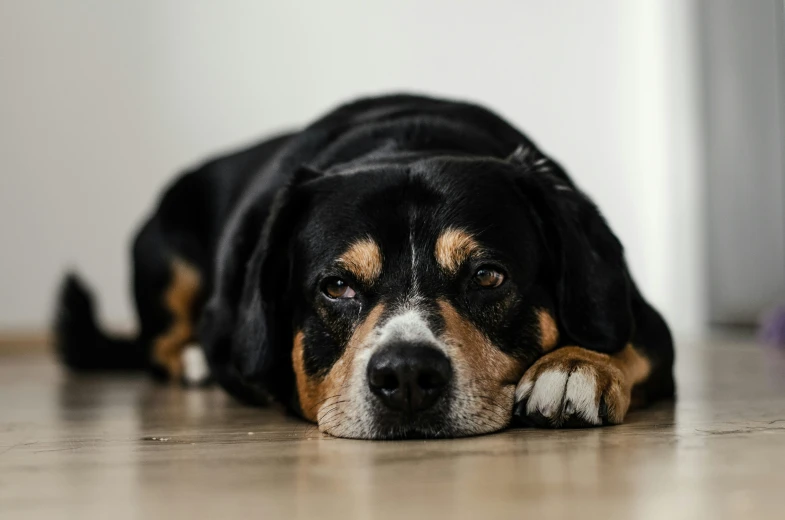 a dog is lying on the floor next to a chair