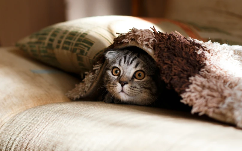 a cat is hiding behind the blanket in a couch