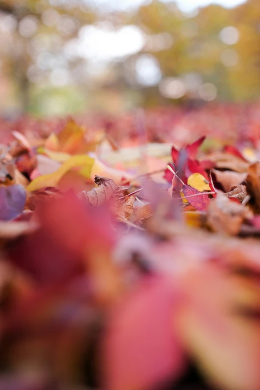 a number of leaves that are on the ground