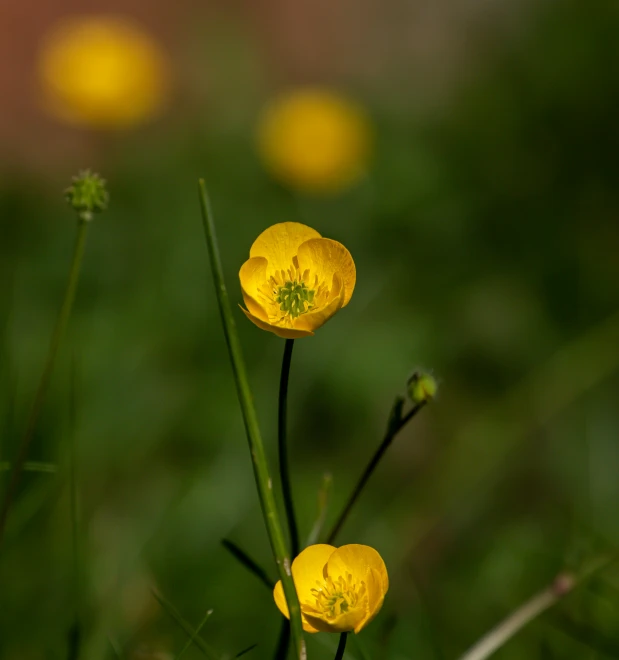 a green and yellow meadow is in bloom