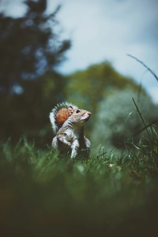 a small lizard sitting on top of a lush green field