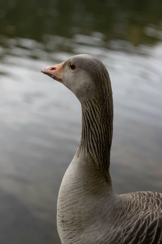 a duck is standing near a body of water