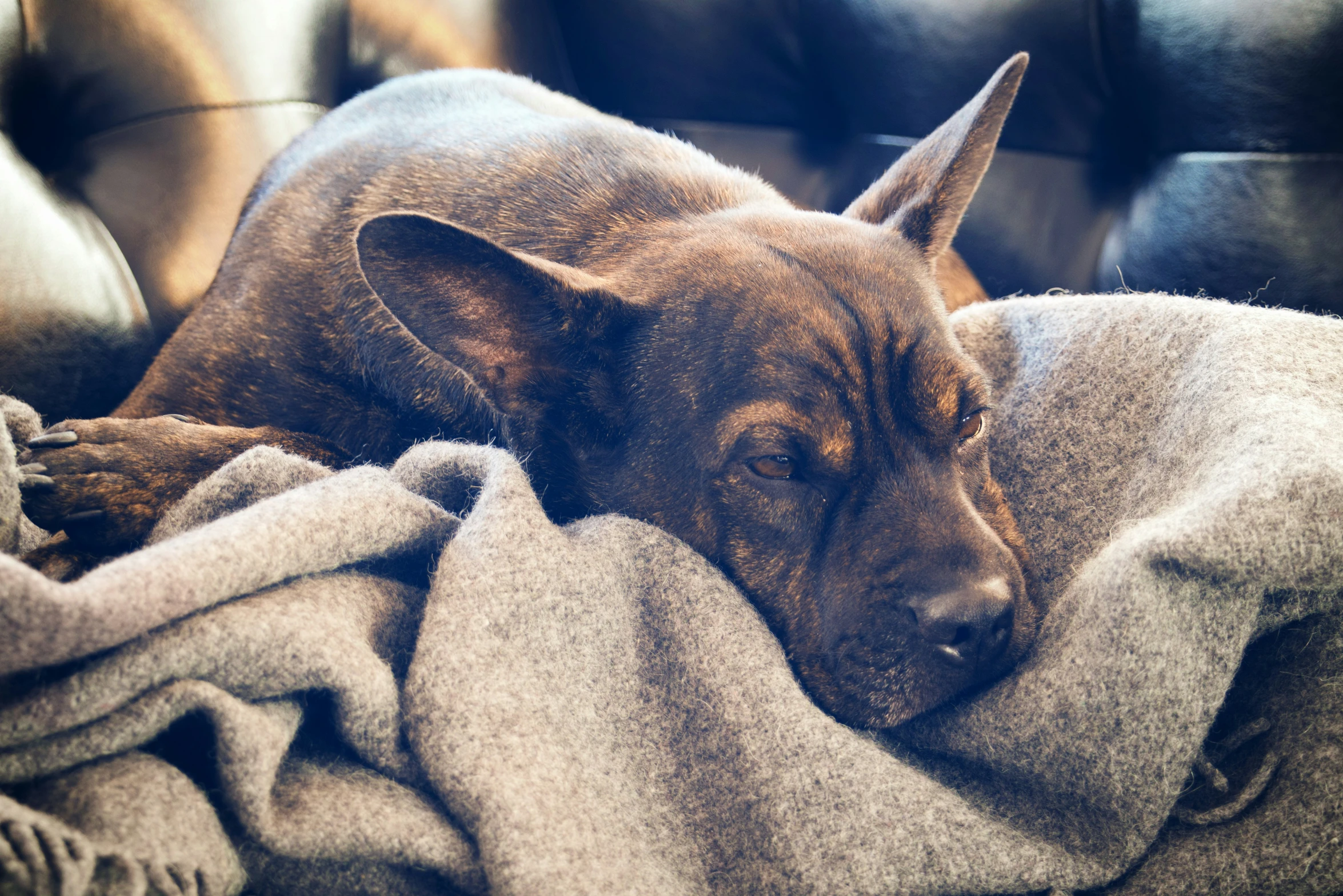 the dog lies on top of the blanket as it is covered