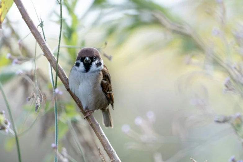 a small brown bird with black eyes sitting on a nch