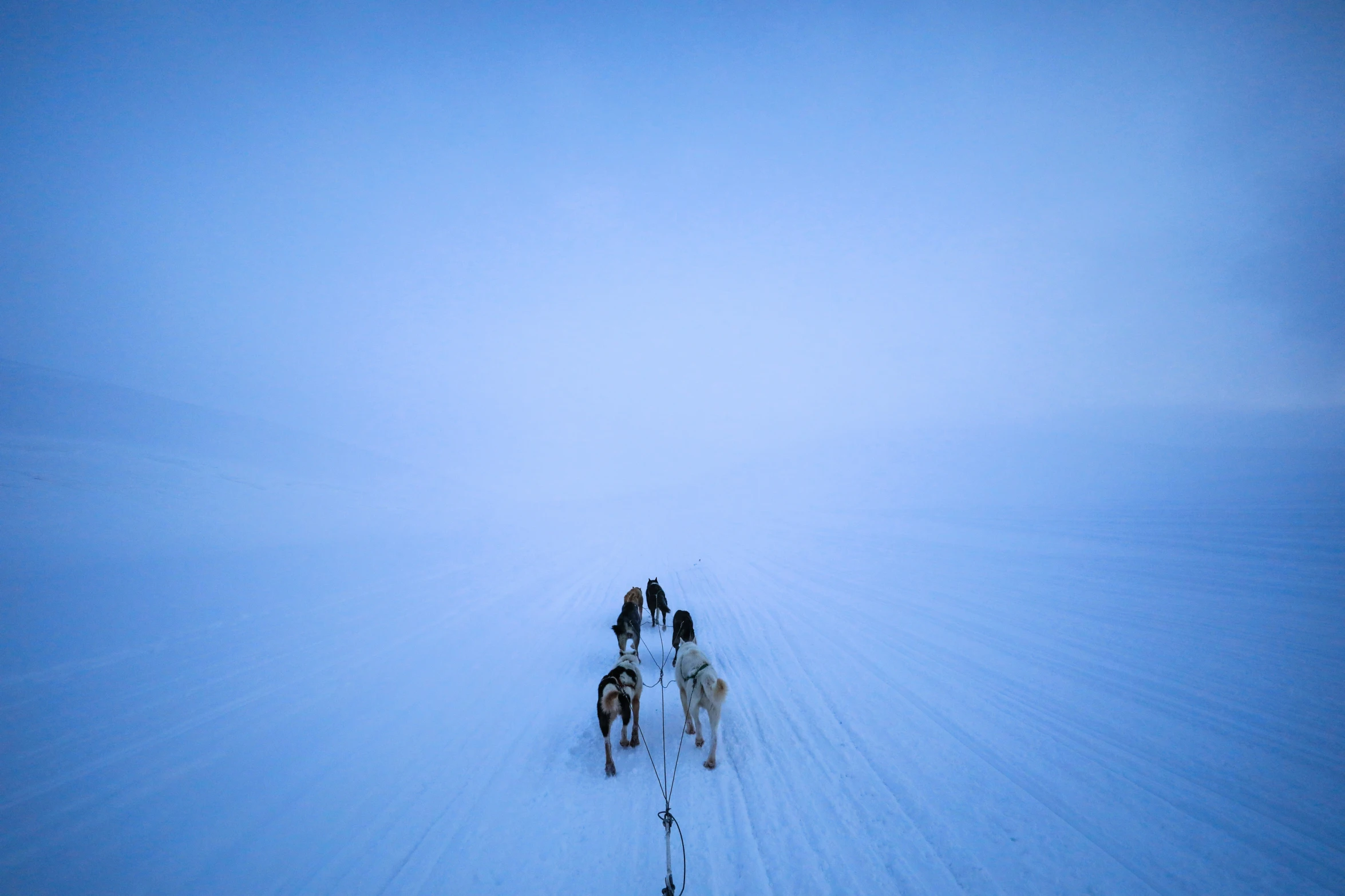 horses pulling a man in the middle of the snow