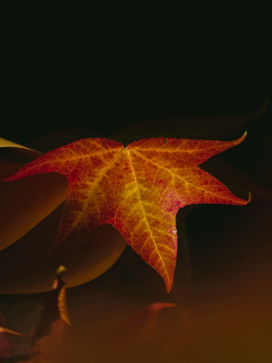 a closeup of a red and yellow leaf