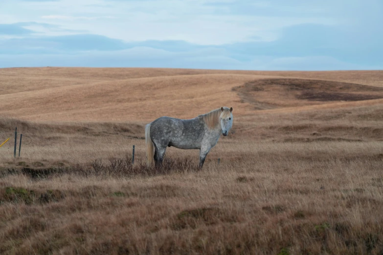 a horse standing on top of a dry grass field