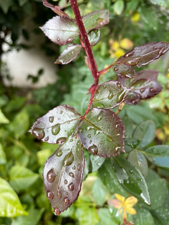 the plant with drops of rain on it