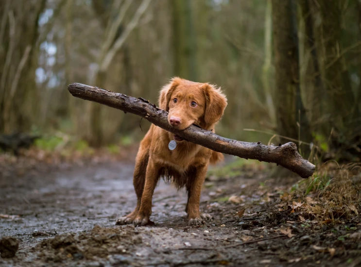 brown dog carrying a large nch in the forest