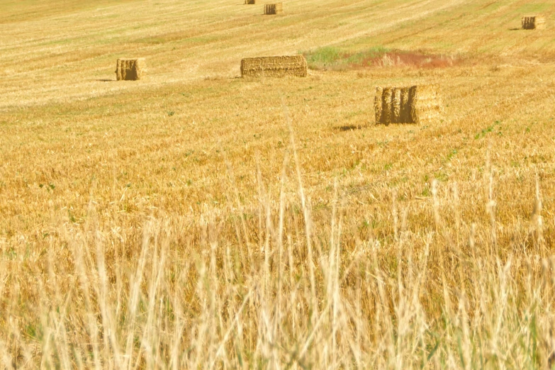 hay bales are scattered on a field