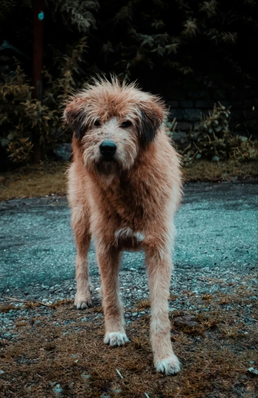 a gy dog is standing outside in the dirt