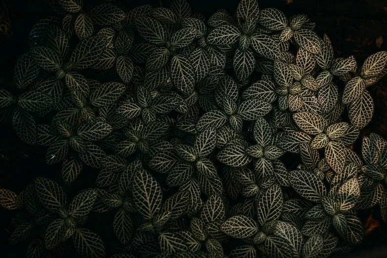 green leaves are pictured with black background