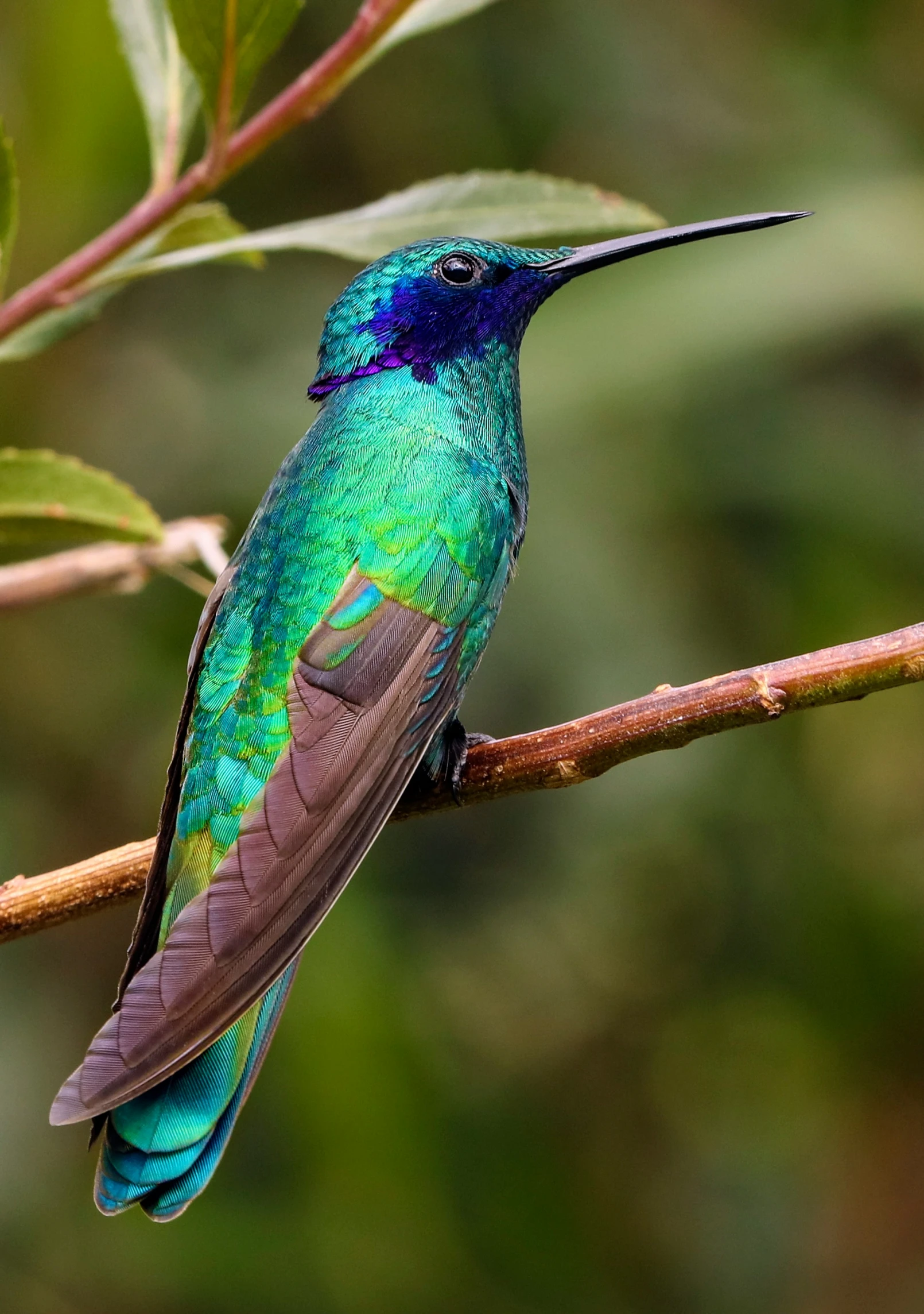 a very cute pretty little colorful bird perched on a nch