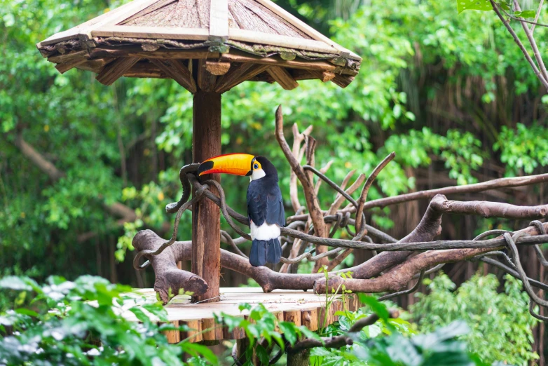 an exotic bird sits in a tree under a parasol