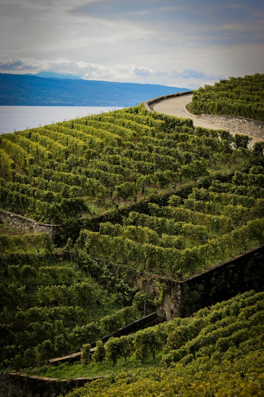 a hillside with green fields is shown