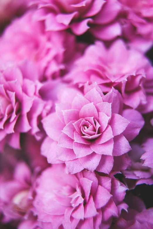 closeup image of flowers with pink petals