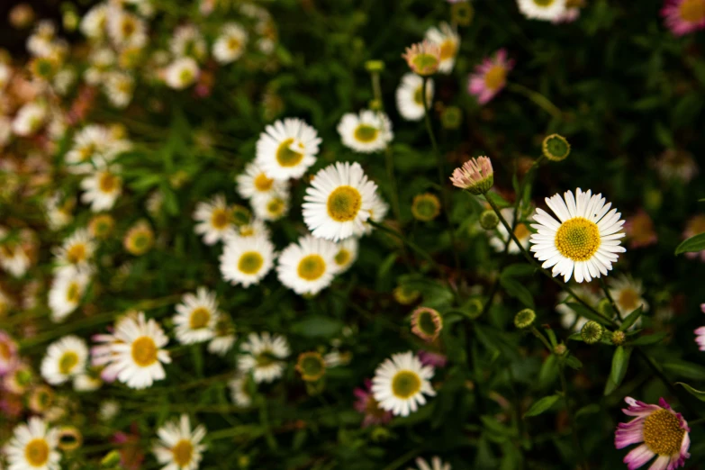 some pretty flowers in a very pretty area