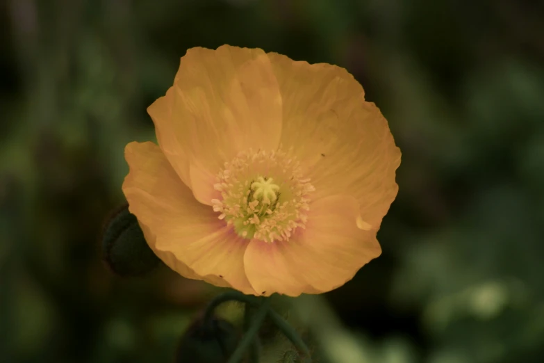 there is a large flower that is yellow in color