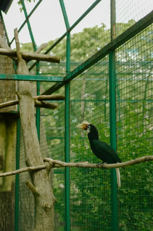 a large bird sitting on a nch in front of a cage