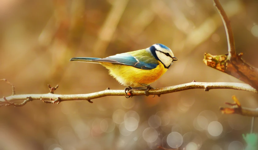 a blue and yellow bird perched on a small nch