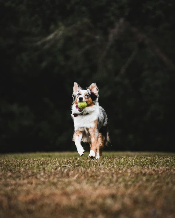 the dog is running and holding an apple in his mouth