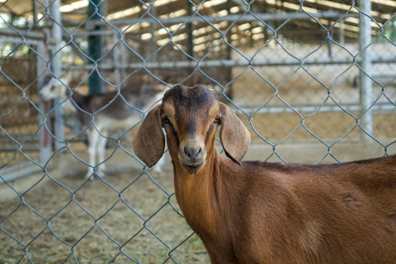 the goat is behind a chain linked fence