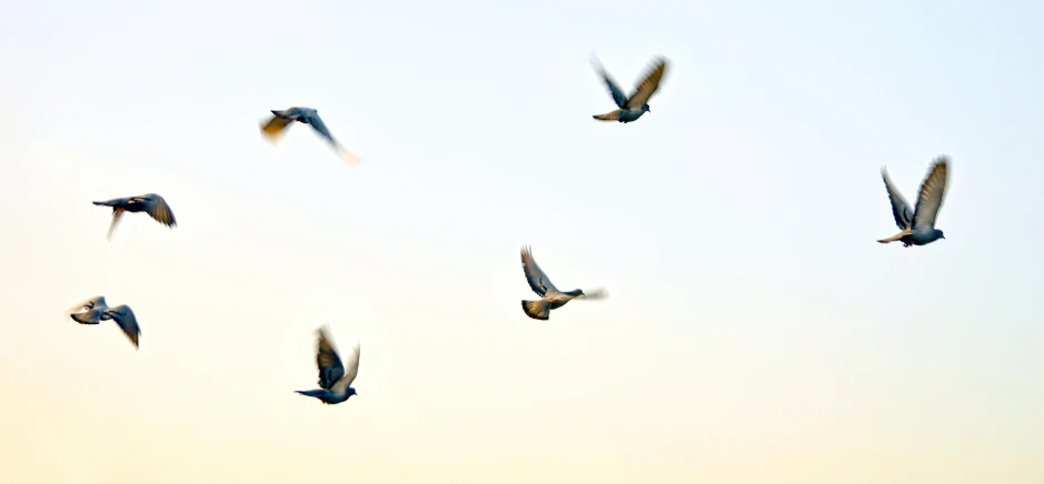 a group of birds flying through the air