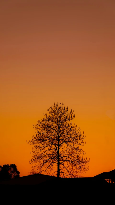 a lone tree stands in silhouette against an orange sunset