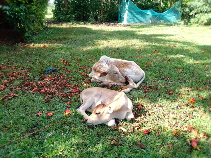 two deers resting in the shade on the grass