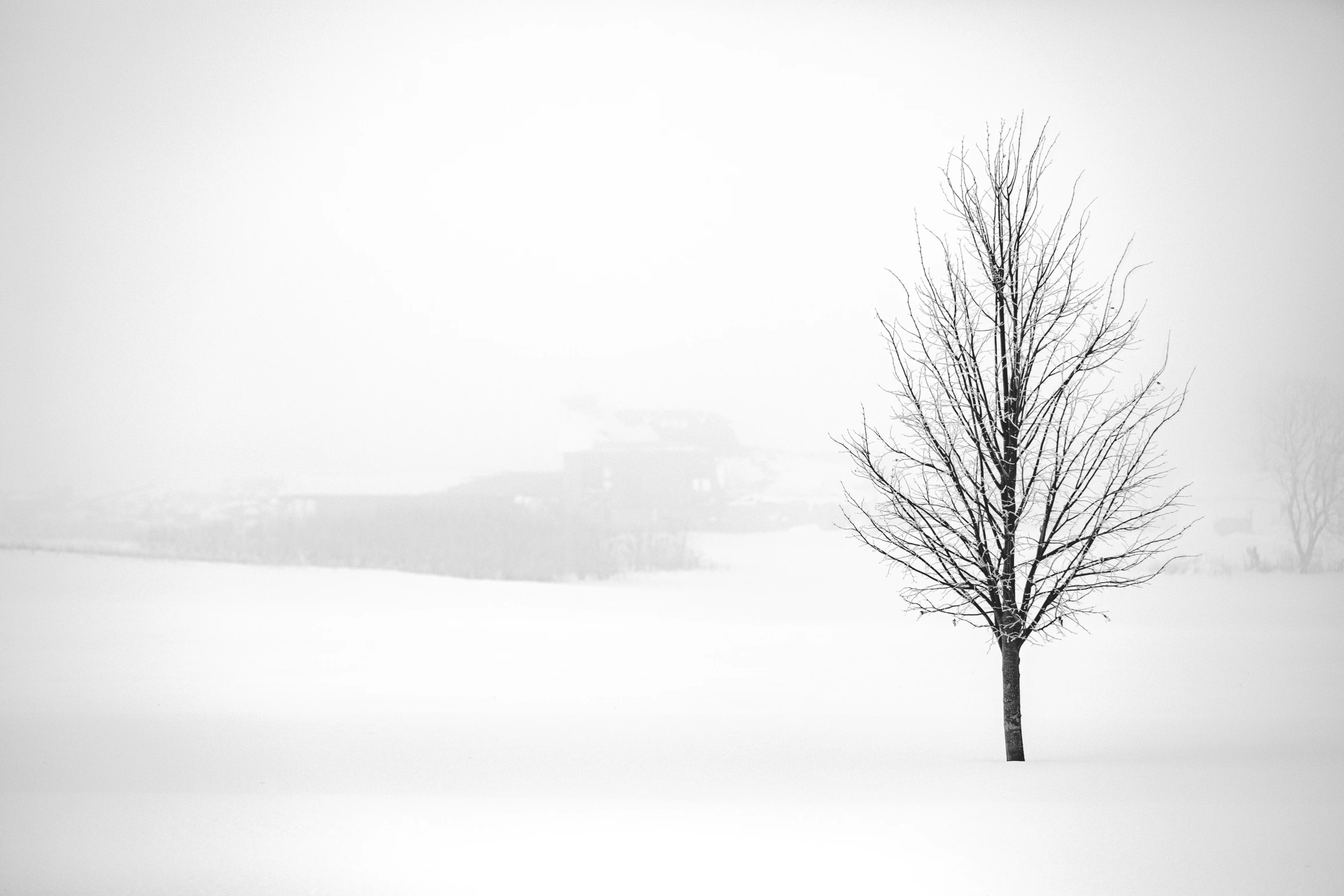 a single leafless tree in a snow - covered landscape