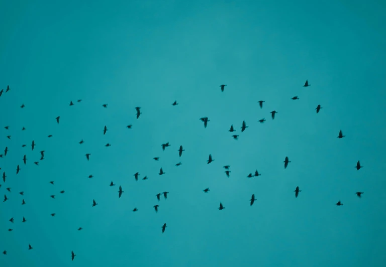 a lot of birds that are flying together in the sky