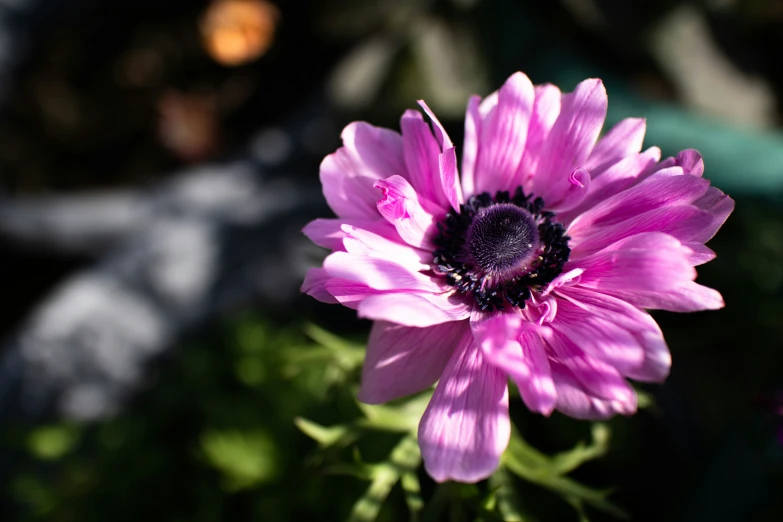 the pink flower is blooming outside near a plant